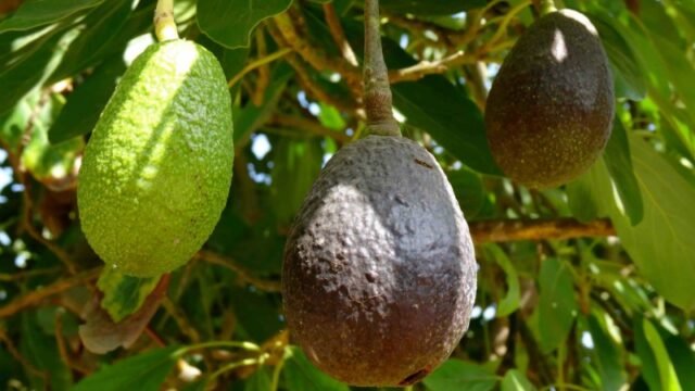 GranjaCrisol_paltas2-1