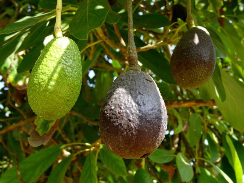 GranjaCrisol_paltas2-1